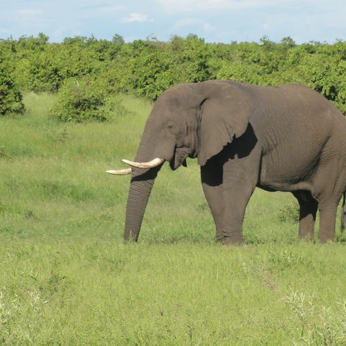 Elefant im Tuli Reservat in Botswana