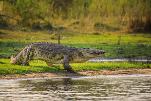 Krokodil im Liwonde Nationalpark