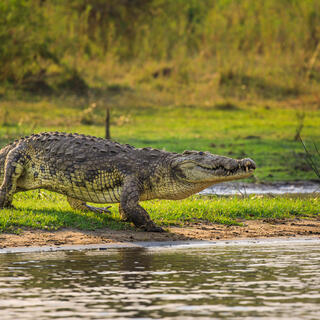 Krokodil im Liwonde Nationalpark