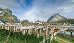 Trocknender Stockfisch auf den Lofoten