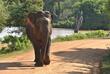 Elefant im Yala-Nationalpark