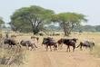 Gnu Wanderung