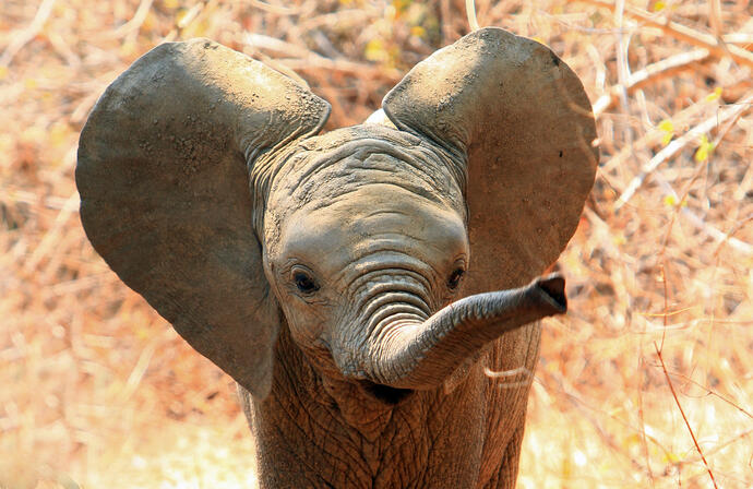Kleiner Elefant im Südluangwe Nationalpark