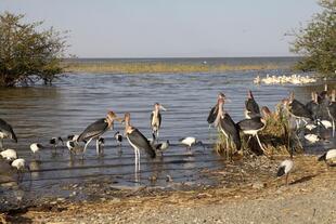 Marabou-Storche