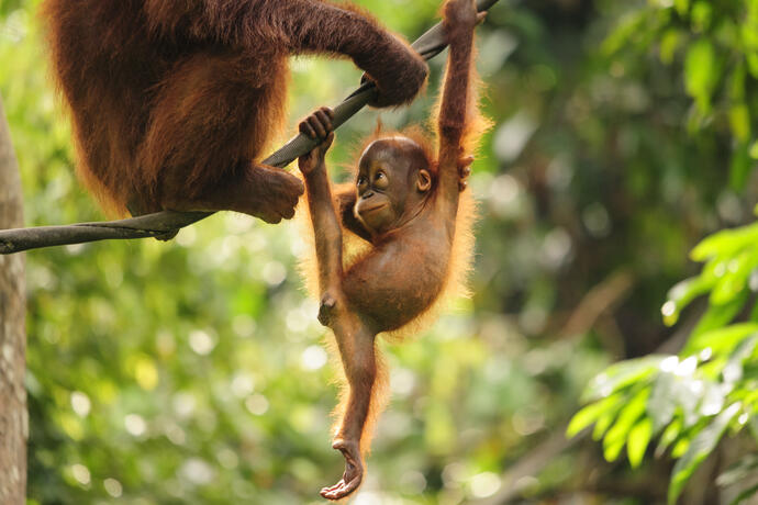 Orang Utan Baby