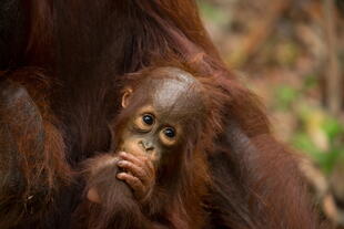 Orang Utan Baby 