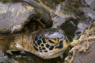 Schildkröte im Jozani Nationalpark - Sansibar Sehenswürdigkeit