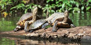 Schildkröten in Tortuguero