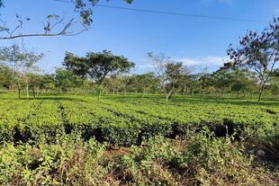 Teegarten in Darjeeling 