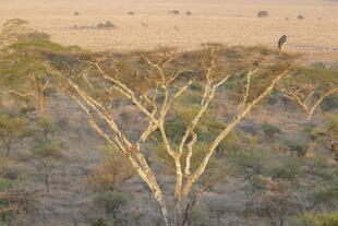 Baum im Serengeti Nationalpark
