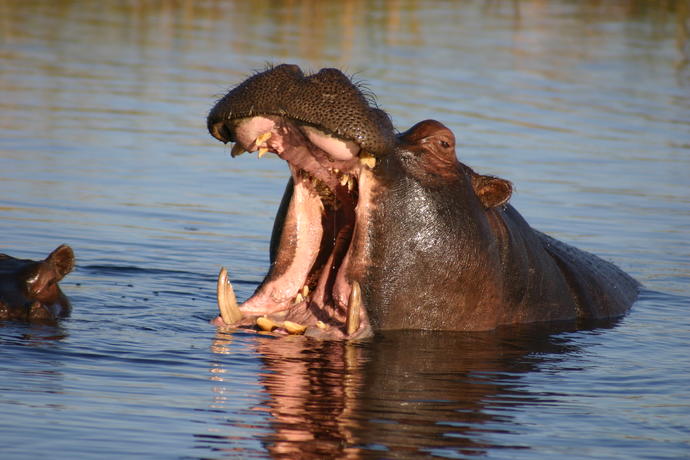 Müdes Nilpferd im Chobe Park