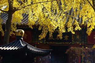 Wolong Tempel