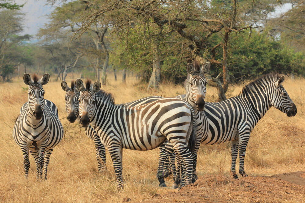 Zebras im Lake Mburo Nationalpark 