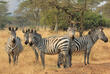 Zebras im Lake Mburo Nationalpark