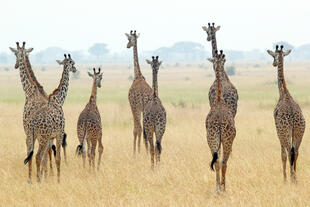 Giraffen im Serengeti Nationalpark