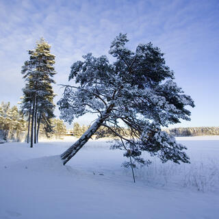 Kiefer im Schnee 