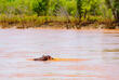 Nilpferd im Wami Fluss