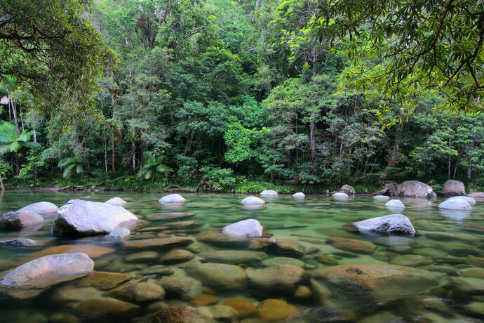  Der Daintree Nationalpark am Mossman Fluss in Australien