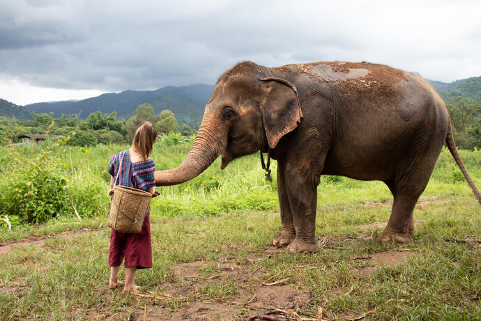Elephant Sanctuary in Chiang Mai