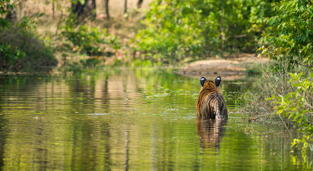 Rajbhera Male at Bandhavgarh