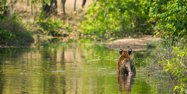 Rajbhera Male at Bandhavgarh