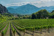 Weinberge in Nemea