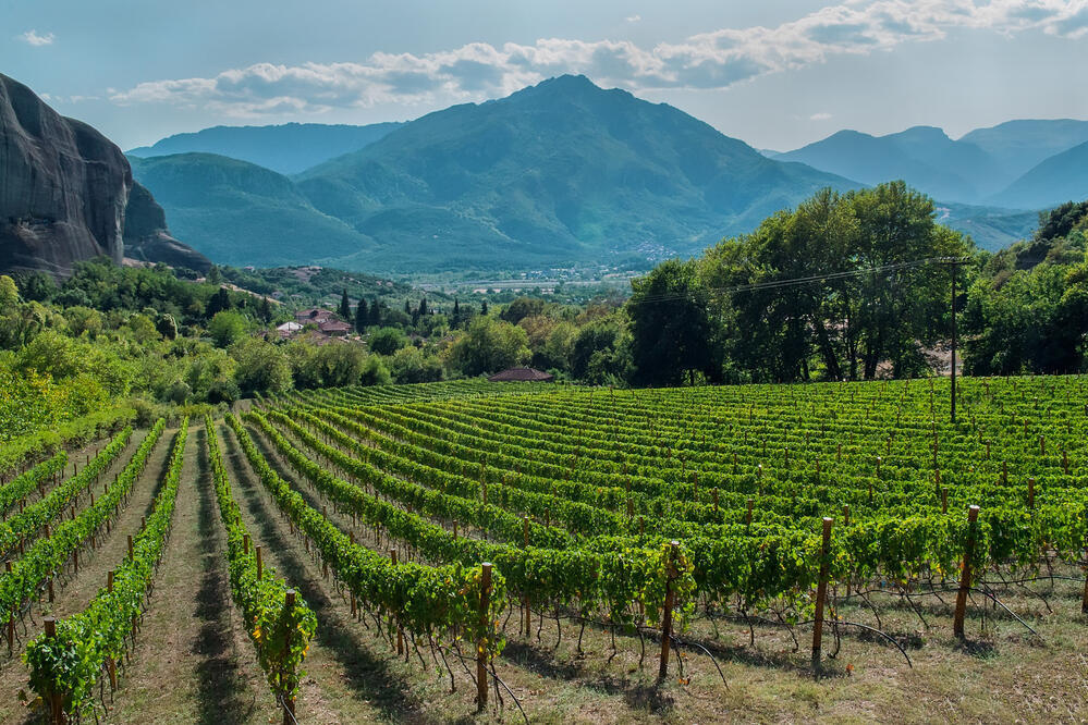 Weinberge in Nemea 