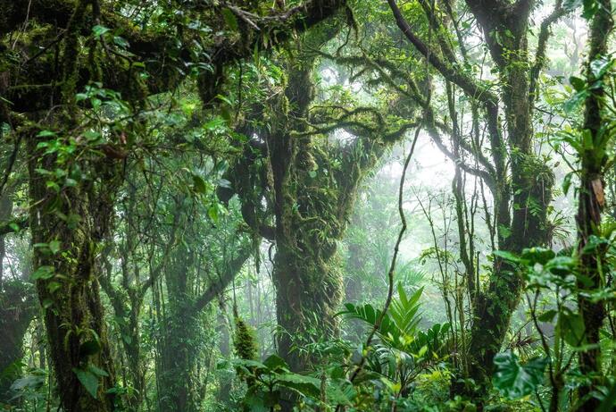 Der Nebelwald im Monteverde in Costa Rica