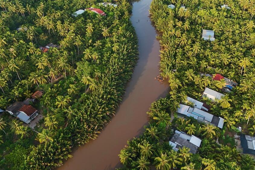 Kokosnusspalmen in der Landschaft des Mekong Deltas