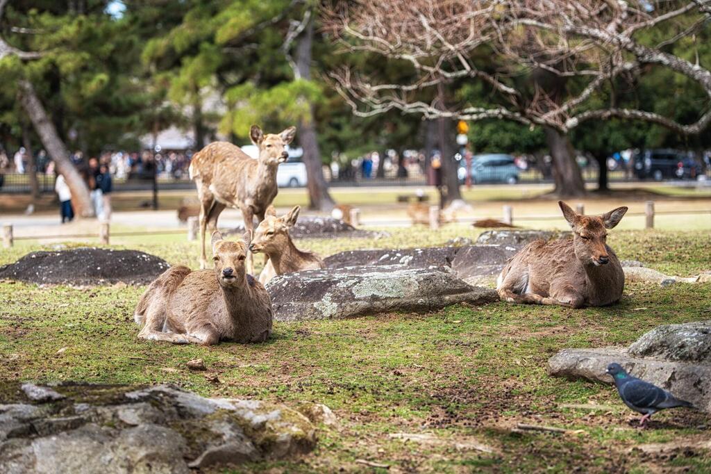 Nara Nationalpark