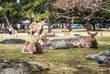 Nara Nationalpark