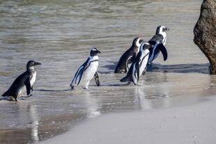 Pinguine am Boulderstrand