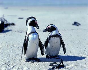 Pinguine in der False Bay Bucht