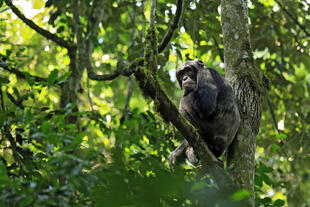 Schimpanse im Baumwipfel