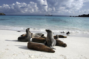Seelöwen am Strand auf den Galapagosinseln