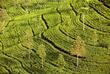Teeplantage