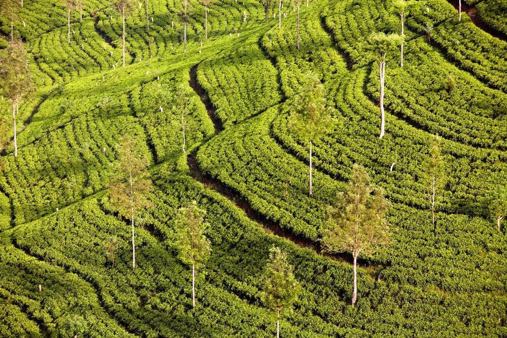 Teeplantage