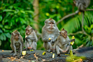 Affen auf Bali 