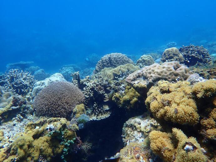 Apo Island Korallenriff