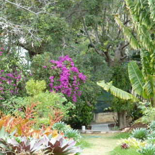 Blumenpracht Madeiras