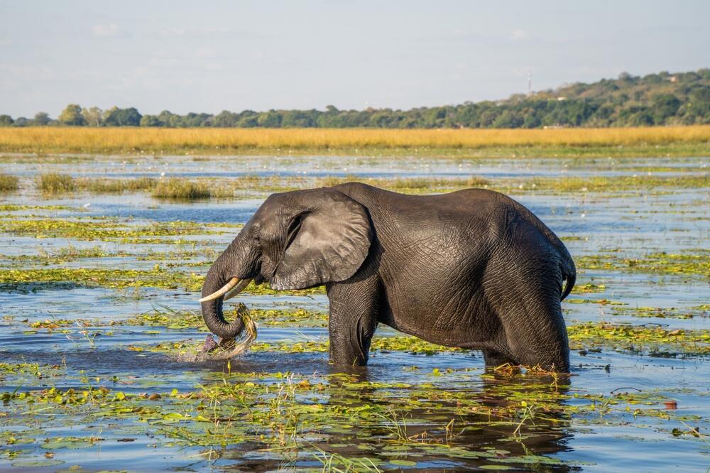 Elefant im Okavango-Delta