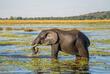 Elefant im Okavango-Delta