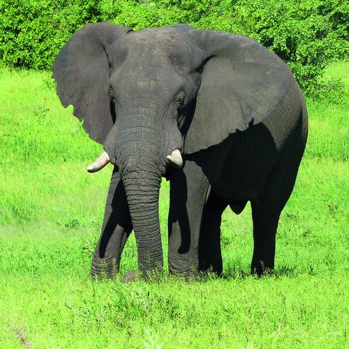 Elefant in einer der Nationalparks