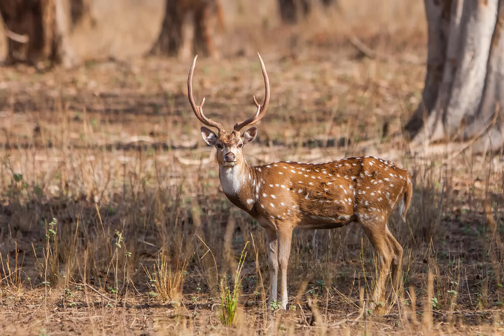 Hirsch im Bandhavgarh Nationalpark 