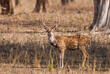 Hirsch im Bandhavgarh Nationalpark