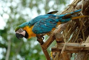 Papagei in Puerto Maldonado