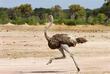 Strauß im Hwange-Nationalpark