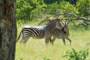 Zebras im Liwonde Nationalpark