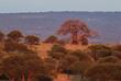 Baobab Baum im Tarangire Nationalpark