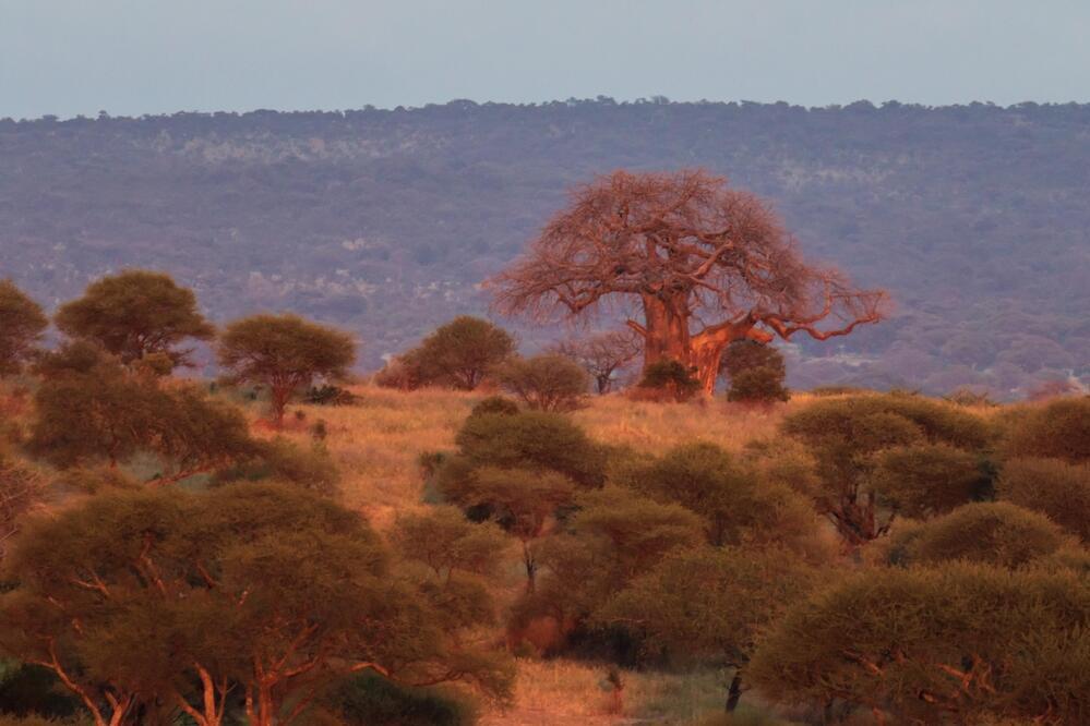 Baobab Baum im Tarangire Nationalpark